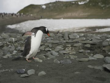 penguin