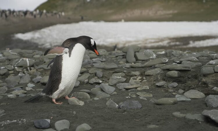 penguin