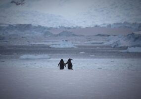 penguins