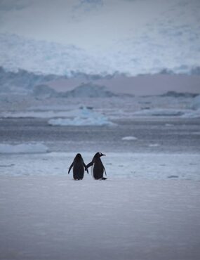 penguins