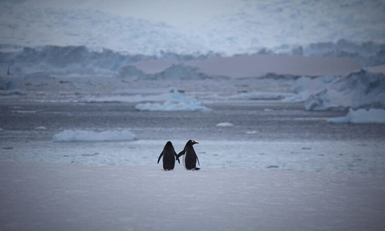 penguins