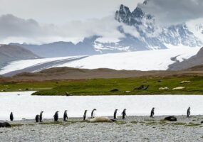 penguins