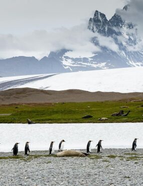 penguins