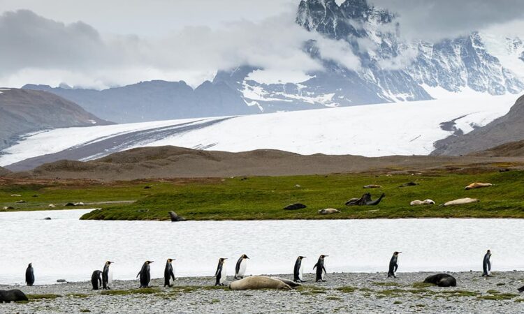 penguins