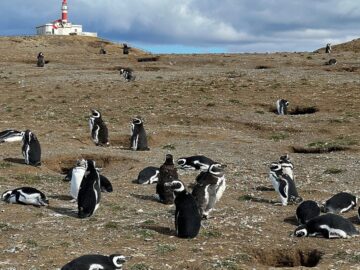 penguins